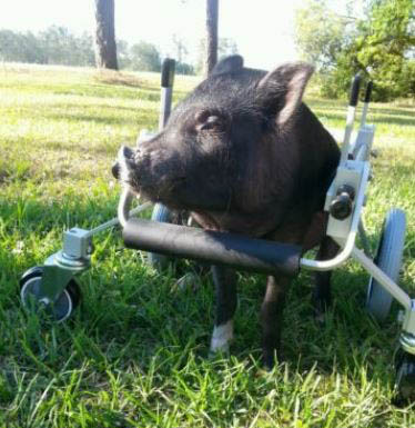Loki the Pig